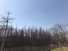 -森波拉奇妙世界