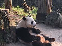 -都江堰中华大熊猫苑