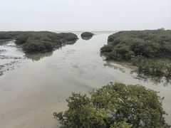 -北海金海湾红树林生态旅游区