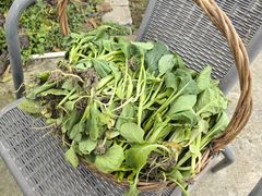 -樂桃源奉贤黄桃种植采摘基地