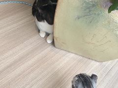 -藏猫猫咖啡主题馆(中央大道店)