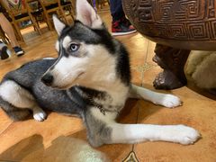 -more than meow吴止猫主题餐厅(承德 中船汇店)