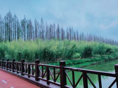 -黄海国家森林公园