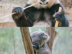 -广州长隆野生动物世界