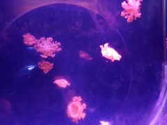 -临沂极地海洋王国