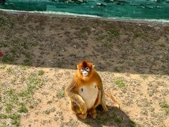 -西霞口神雕山野生动物世界