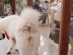 -共舞时光猫咖·狗咖(新街口店)
