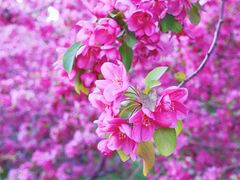 -海棠花溪(元大都城垣遗址公园)
