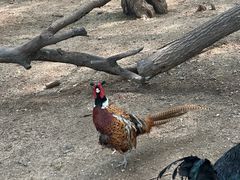 -大鹅岛绿色生态美食园