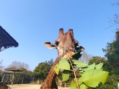 -上海野生动物园老虎餐厅