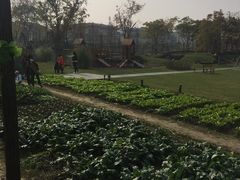 -田园东方蜜桃村的田野营地