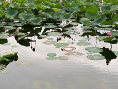 -望湖公园