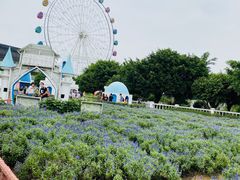 -百万葵园