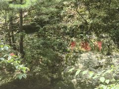 -朱雀国家森林公园