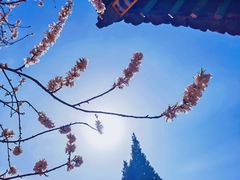 -桃花堤公园