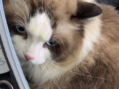 -天使宠物医院·犬猫分诊(彩虹店)