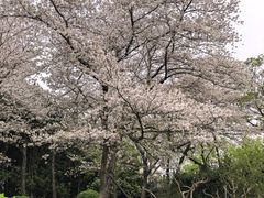 -嘉定紫藤园