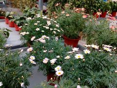 android_upload_pic-荷兰花海