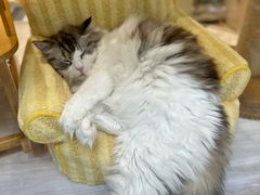 -复旦大学附属华山医院(总院)