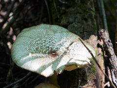 -青峰峡国家森林公园