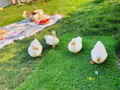 -HERRE·FARM 赫尔露营农场·团建聚会包场