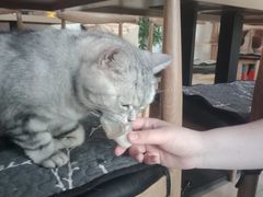 -平行世界·猫咖(首经贸店)