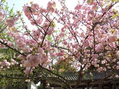 -西安青龙寺遗址景区