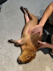 -Zoolung Zoolung动物主题公园(海信广场店)