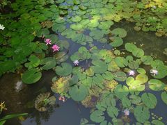-曼听御花园