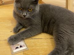 -猫咪派对(江南西店)