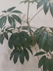 -HEYAN荷妍专业脱毛连锁机构