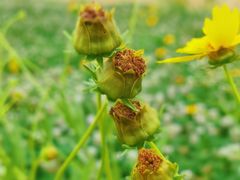 -贡湖湾湿地公园