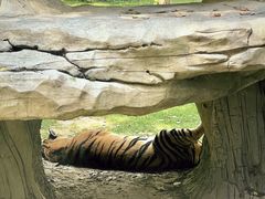 -北京野生动物园