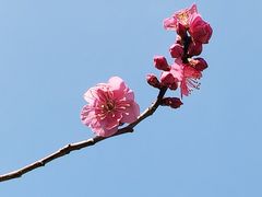 -无锡梅园公园