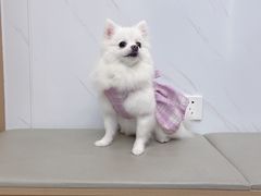 -瑞派康怡24h宠物医院·犬猫医疗中心·微创绝育(瑞景分院)