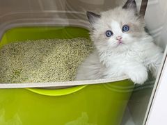 -青奢宠物·青奢猫舍