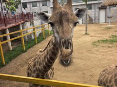 -西霞口神雕山野生动物世界