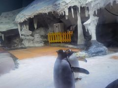 -海合安武汉极地海洋公园