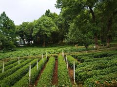 -野蔓果·山野菜(西湖景区·龙井茶田店)
