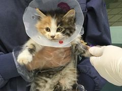 -佳怡动物医院·平价24小时·猫专科骨外科