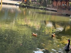 -西双版纳原始森林公园