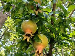 -昆山城市生态森林公园