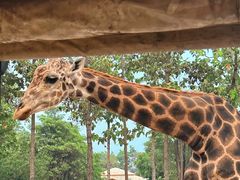 -清迈夜间动物园