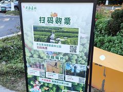 -黄海国家森林公园