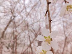 -桃花堤公园