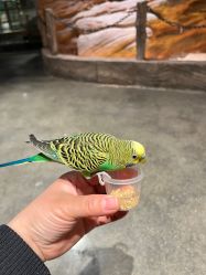 -造物庄园 萌宠纪(苏州湾歌林公园店)