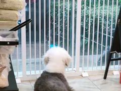 -Pets First伊珊娜洗护·精致美容·家庭式寄养(新会路店)