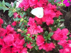 iphone_upload_pic-天目湖山水园