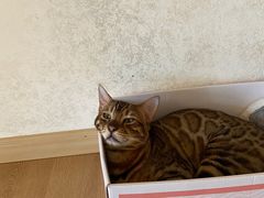 -猫腻·猫咖·撸猫馆(星光大道店)