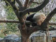 -上海野生动物园